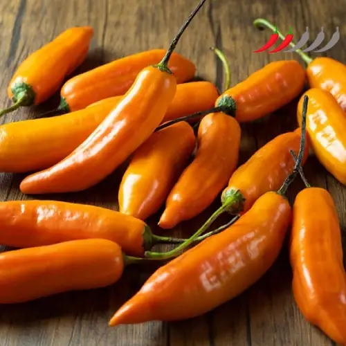 Aji amarillo fresco