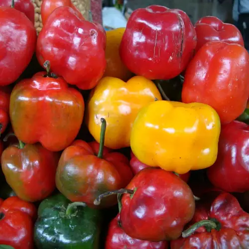 Rocoto fresco